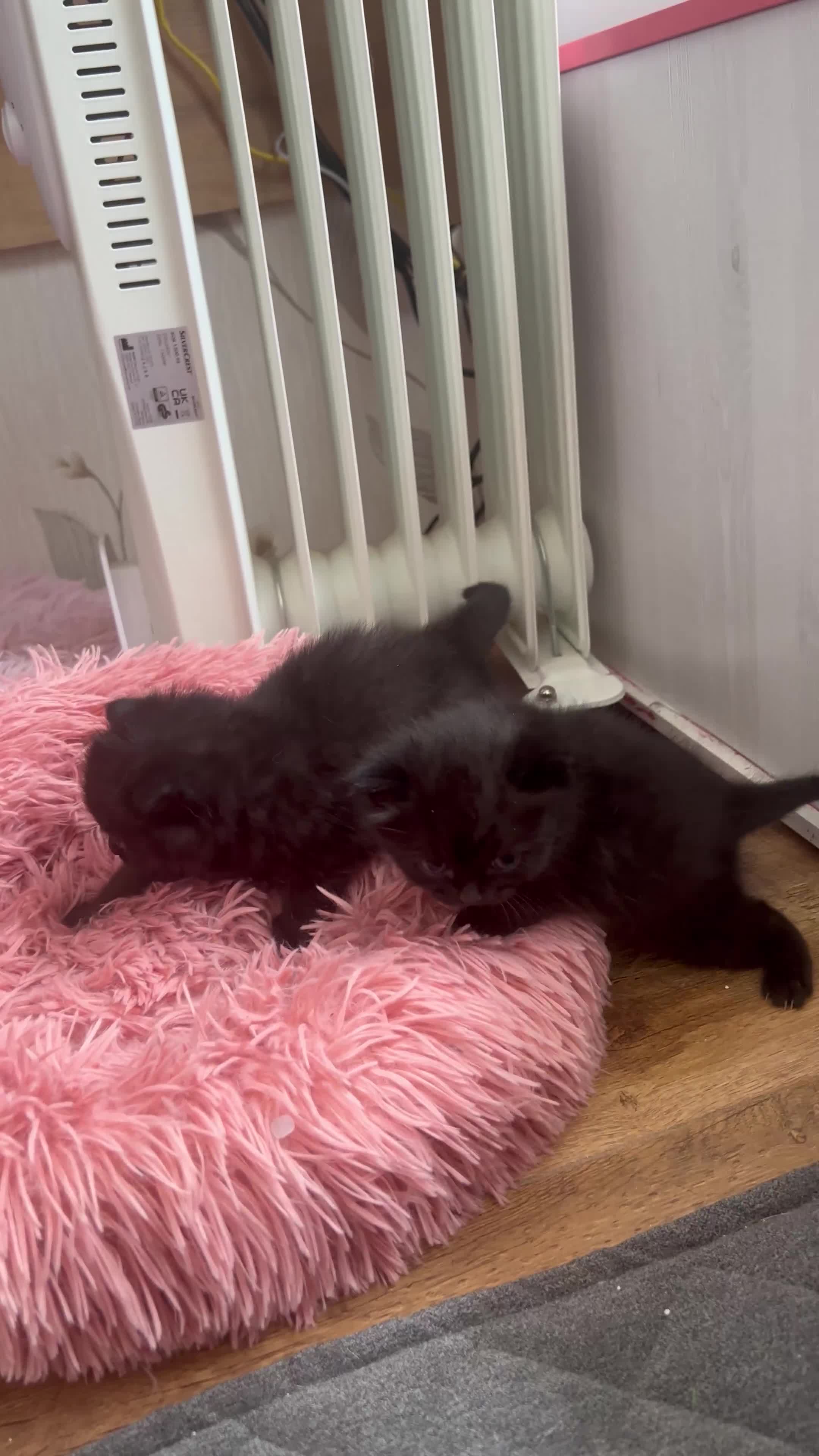 British Shorthair cats for sale: Two Diminutive Overlords Seeking Human Staff - Video 3