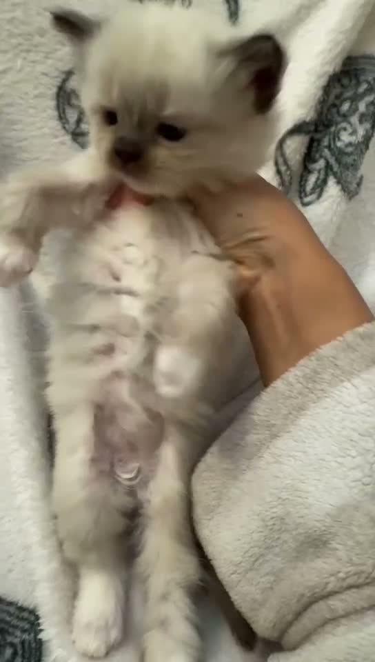 Ragdoll cats for sale: Sheffield Ragdoll pets in Sheffield - Video 1