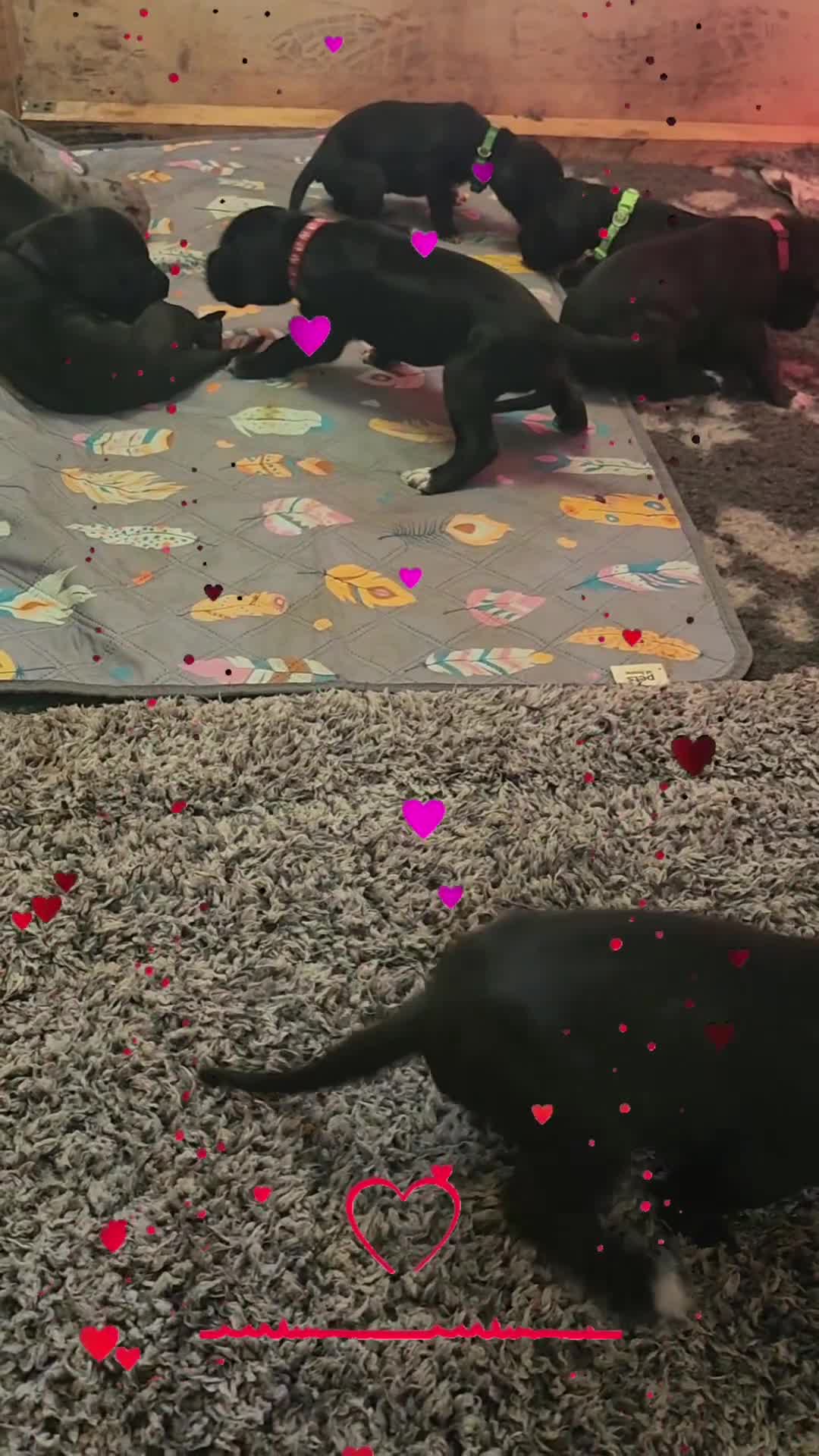 Great Dane dogs for sale: Great danes puppies KC ready!!! in Bathgate - Video 2