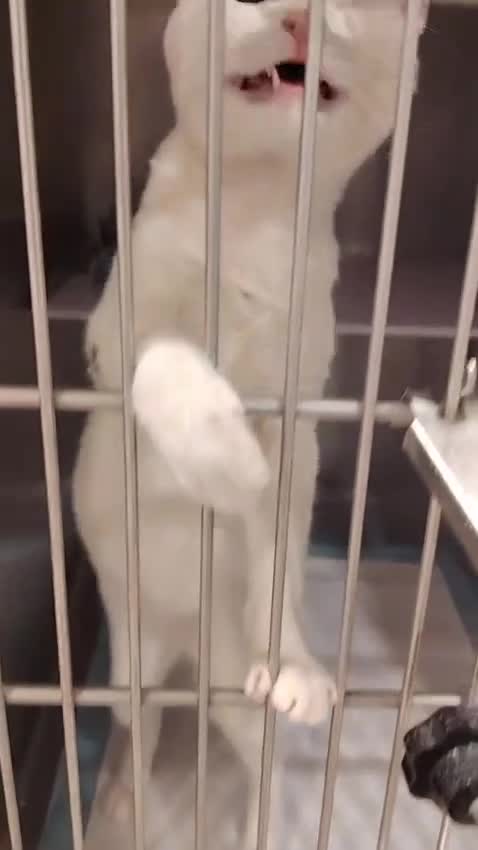 Domestic Shorthair cats for adoption: Cotton eye Joe - Video 1