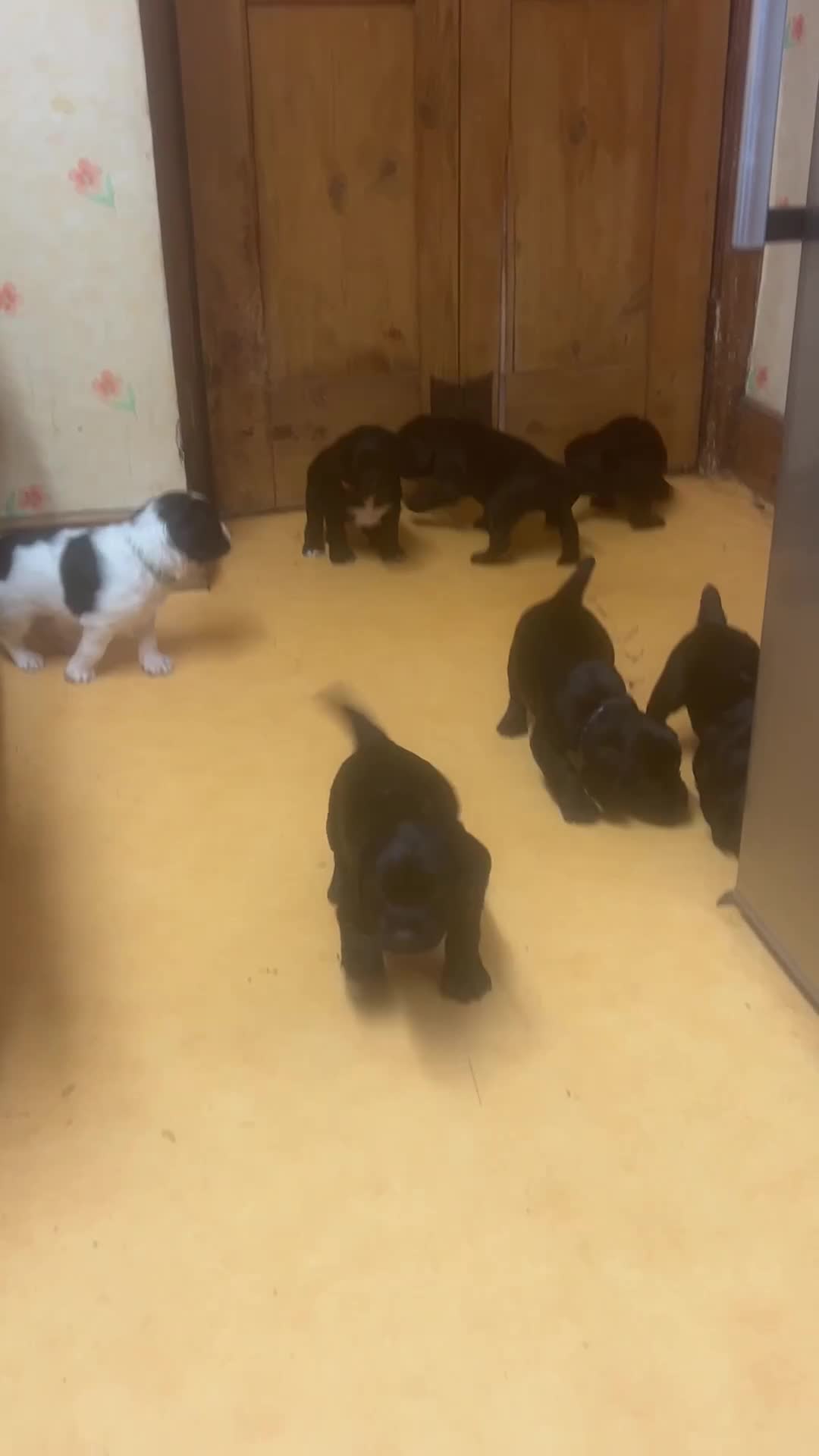 Cocker Spaniel dogs for sale: Ready now working cocker spaniel pups - Video 1