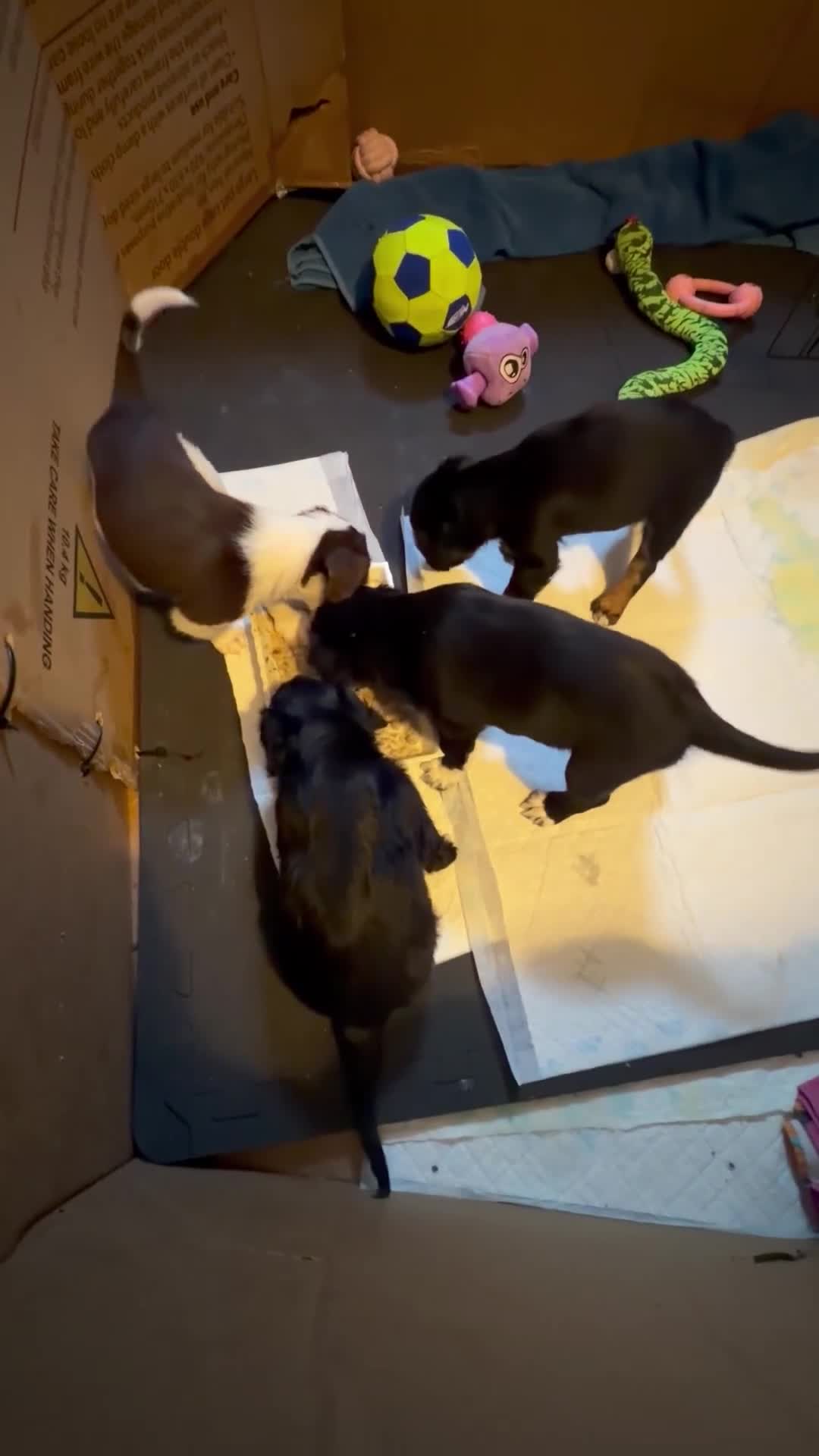 Mixed Breed dogs for sale: Lovely Cockapoo/Border Collie puppies in Abergavenny - Video 5