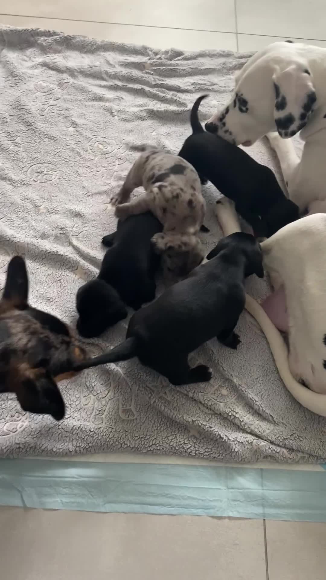Mixed Breed dogs for sale: Dalmatian X Chiweenie Puppies - Video 2