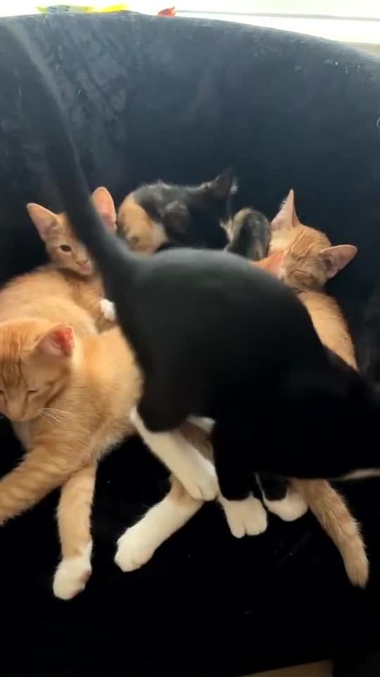 Domestic Shorthair cats for sale: Selling domestic shorthair kittens in Southall - Video 2