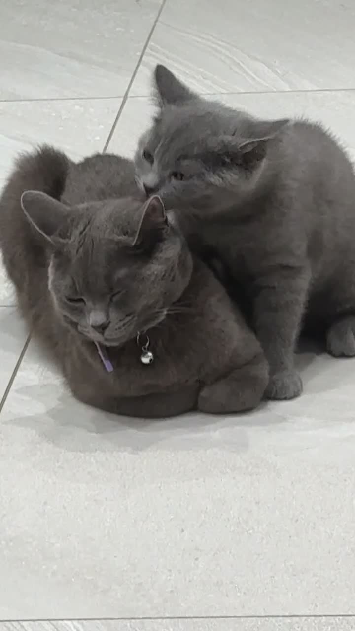 British Shorthair cats for sale: British short hair  in London - Video 2