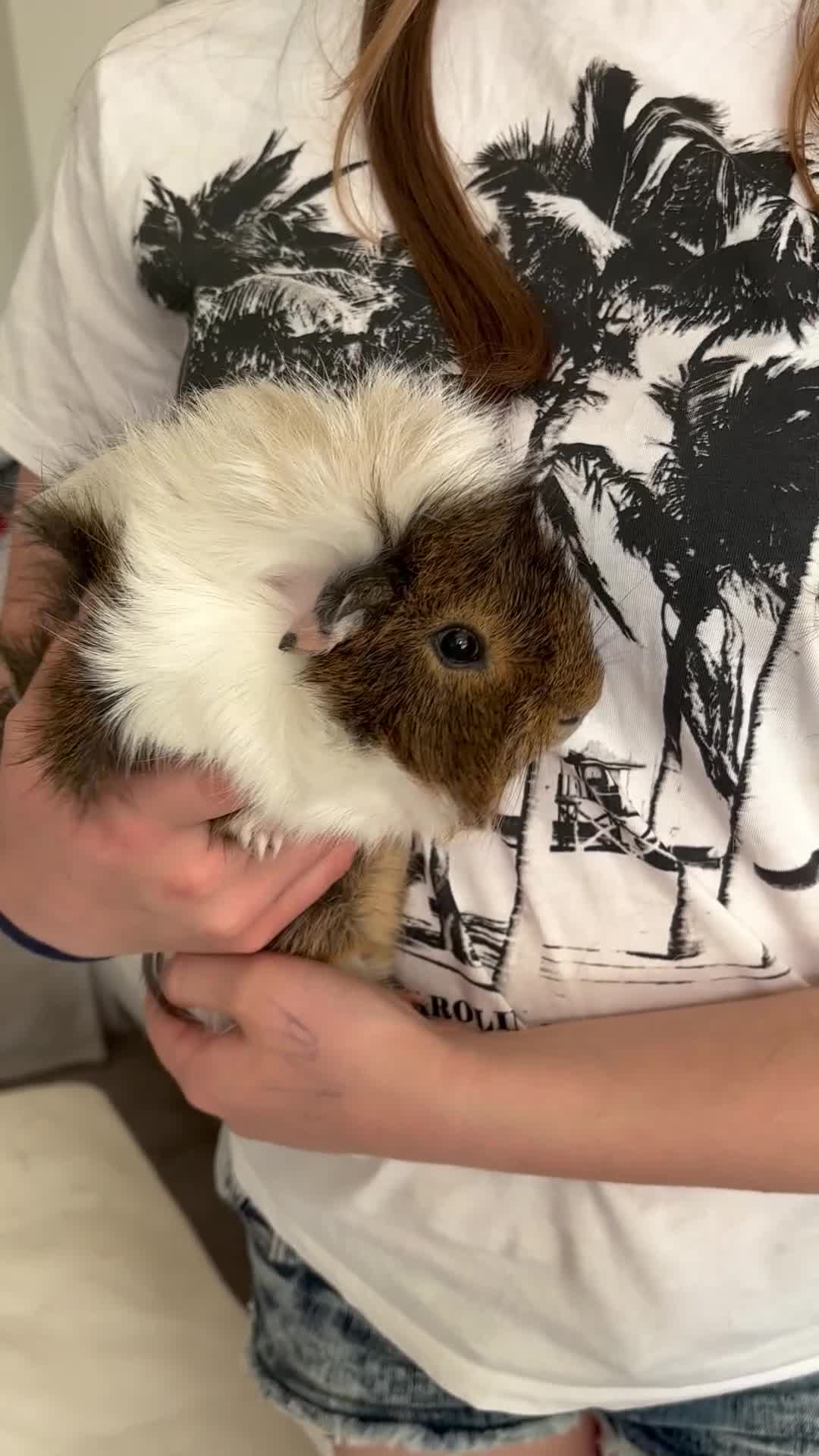 Guinea Pig rodents for sale: Gorgeous male Guinea pigs   in Telford - Video 1