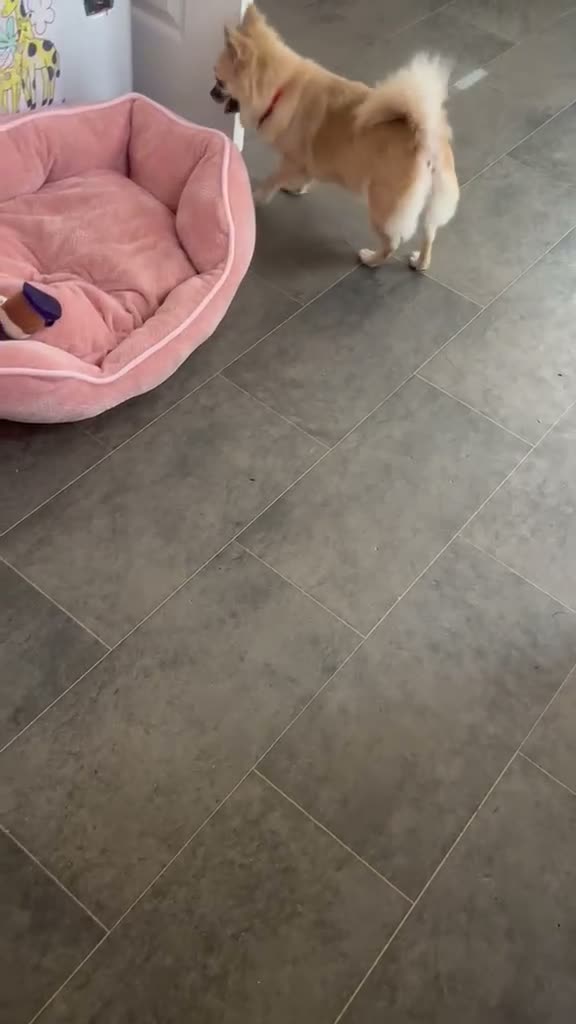 Pomchi dogs for sale: Beautiful pomchi female  - Video 2