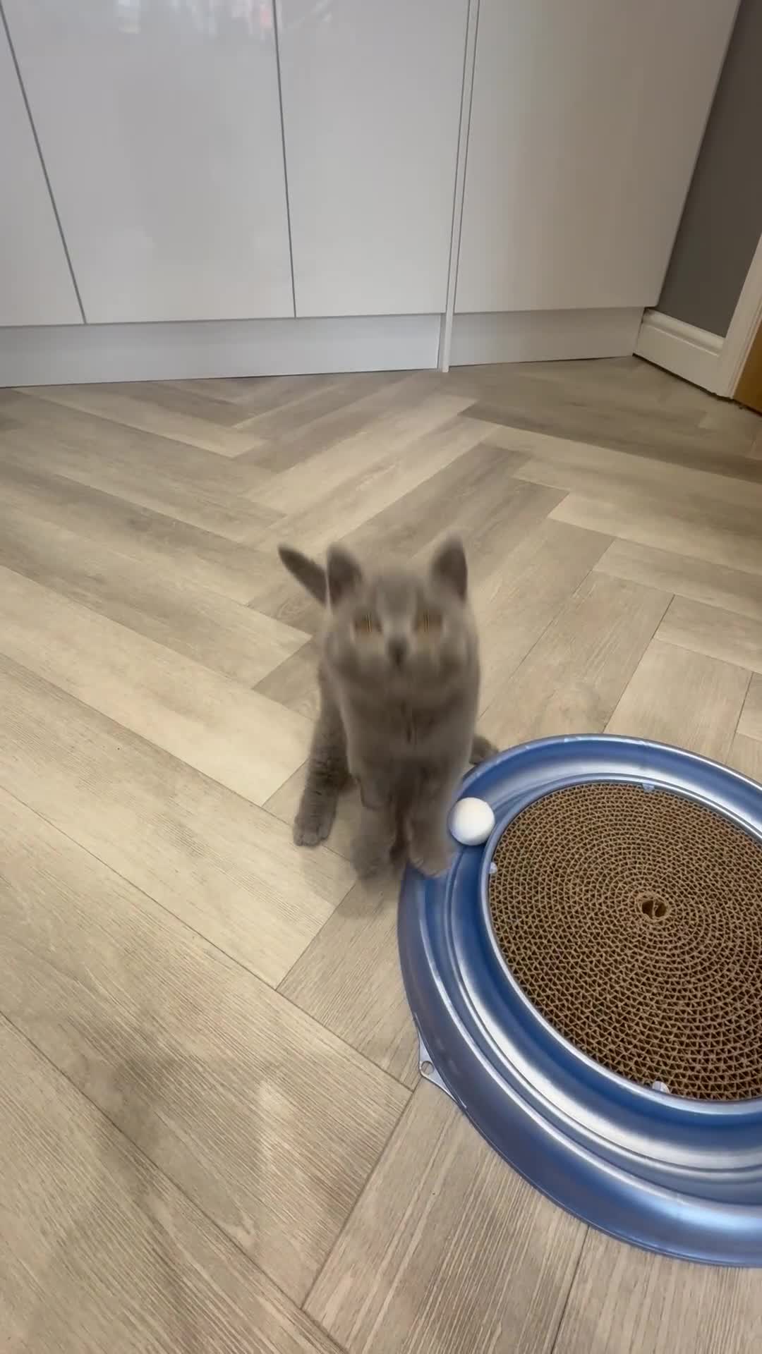British Shorthair cats for sale: Last blue male. GCCF. Ready now - Video 2