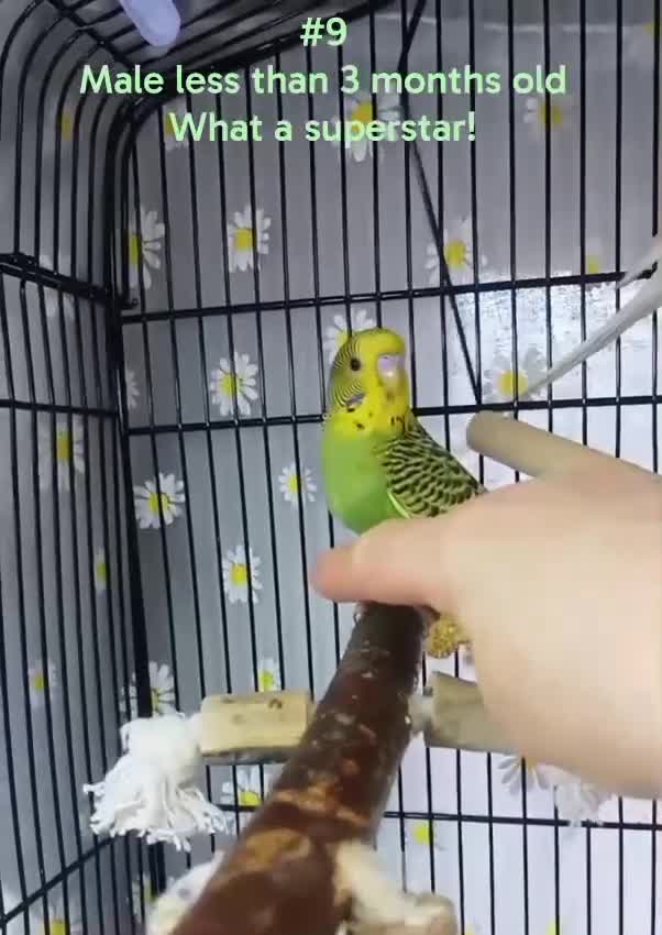 Budgerigars birds for sale: Pet baby budgies priced from £30. - Video 3