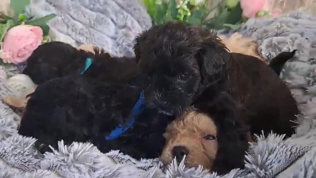 Shihpoo dogs for sale: Shihpoo Shih Tzu x Poodle (Shoodle) Puppies - Video 1