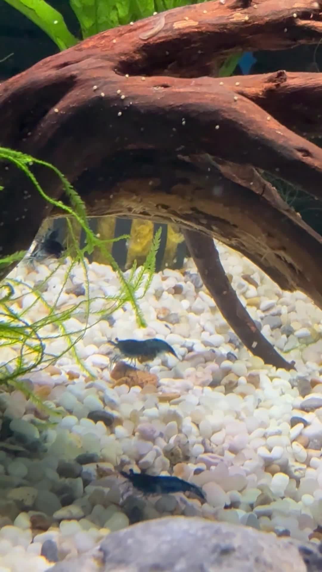 Shrimps fish for sale: Neocaridina shrimp  - Video 1