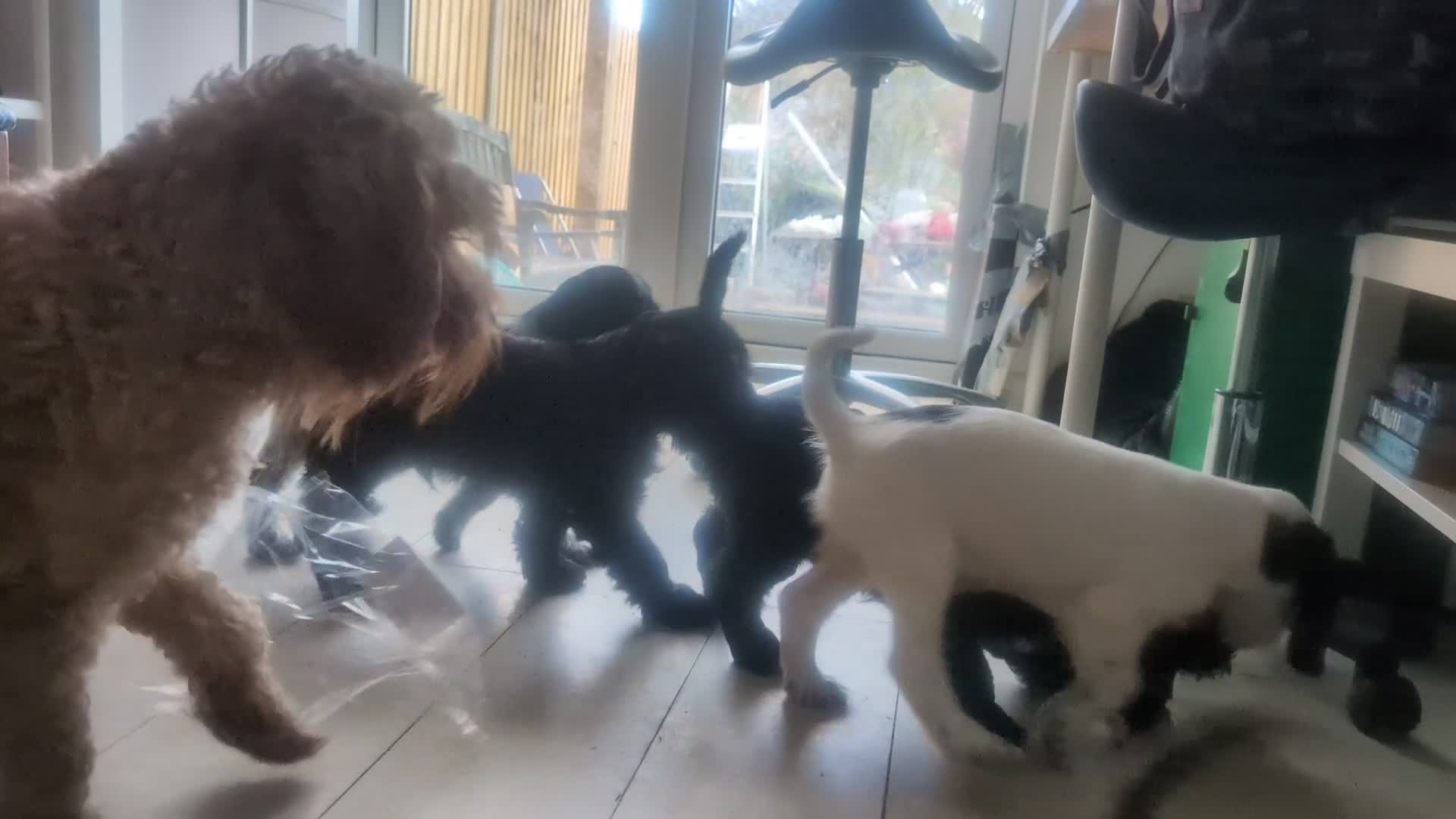 Cockapoo dogs for sale: Reserved - Beautiful Chocolate Cockapoo Pup - Video 5