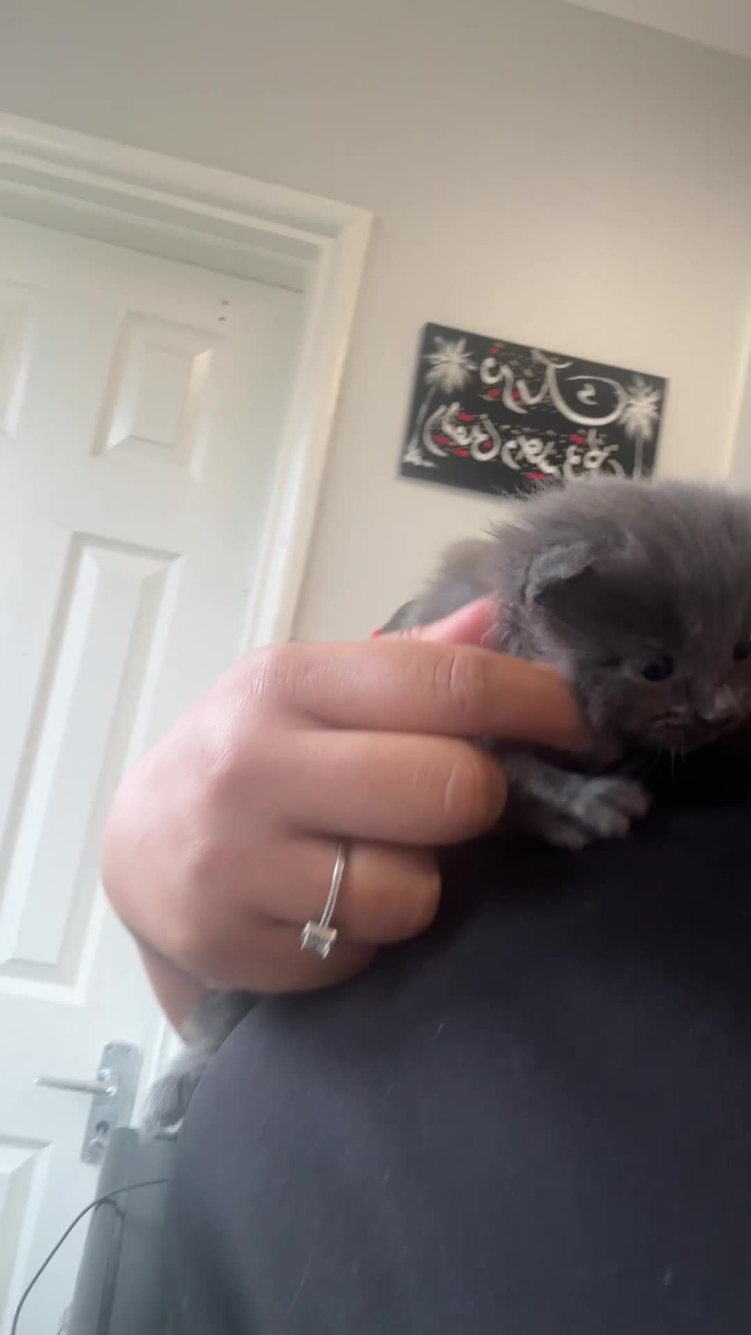 British Shorthair cats for sale: Our British Shorthair Grey Kittens  - Video 1