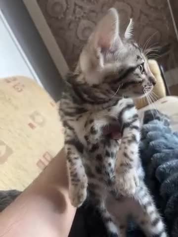 Bengal cats for sale: 😻MagicalBengal’s ready naw ! 🐆 - Video 1