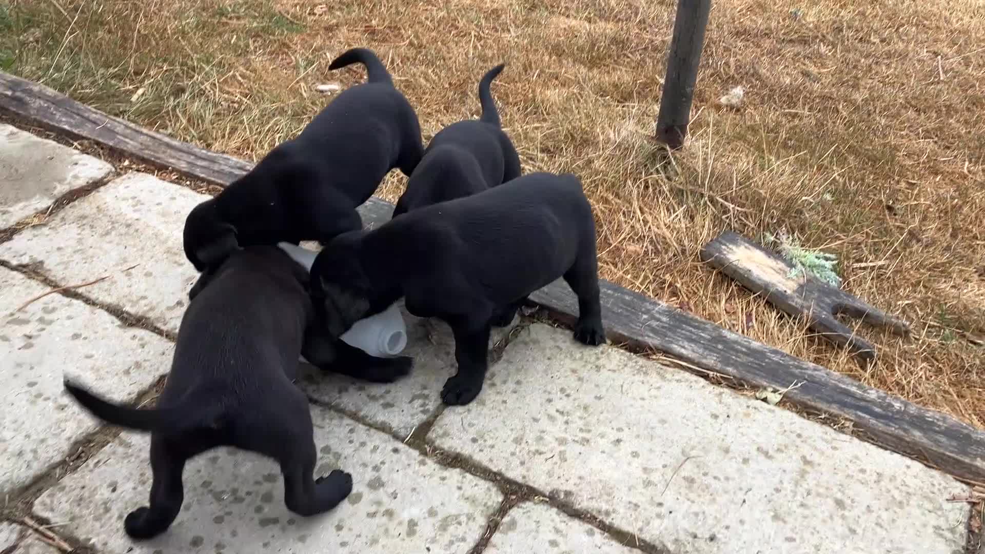 Labrador Retriever dogs for sale: Kennel Club Black Labrador Puppies - Video 1