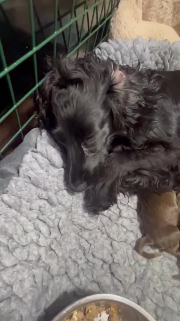 Cocker Spaniel dogs for sale: Cocker Spaniel Purebred Puppies Bitches available - Video 2