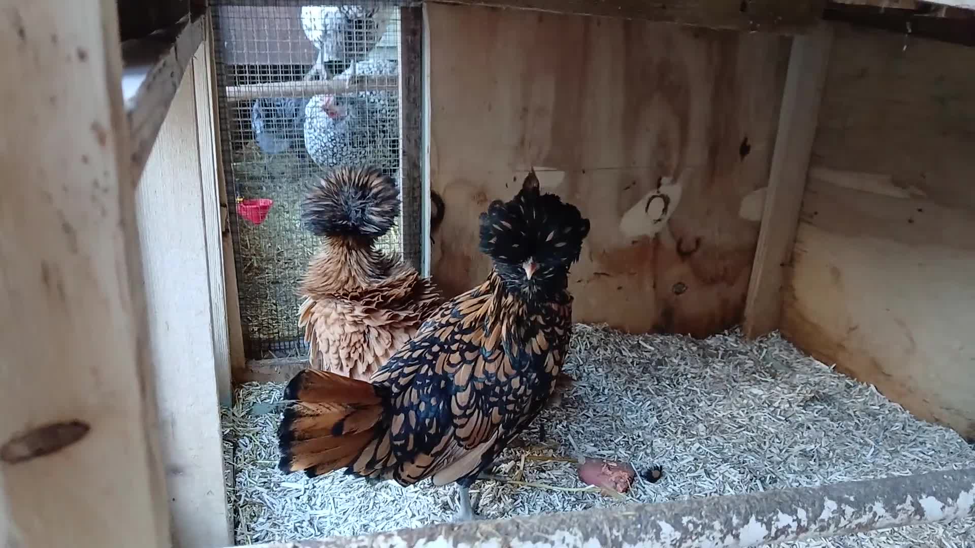 Chickens poultry for sale: 2 x polish punnets  - Video 1