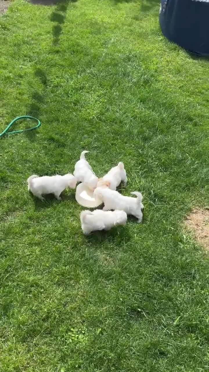 Maltese dogs for sale: Bichon Maltese puppies 🐶  in Northampton - Video 3