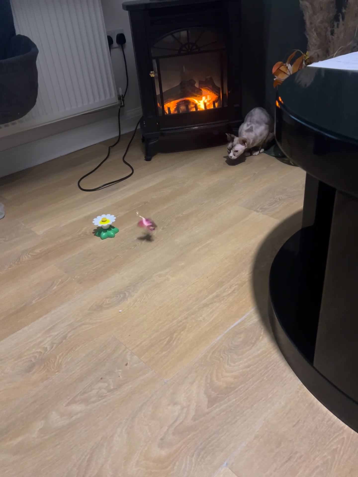 Sphynx cats for sale: Sphynx Cat - Video 1