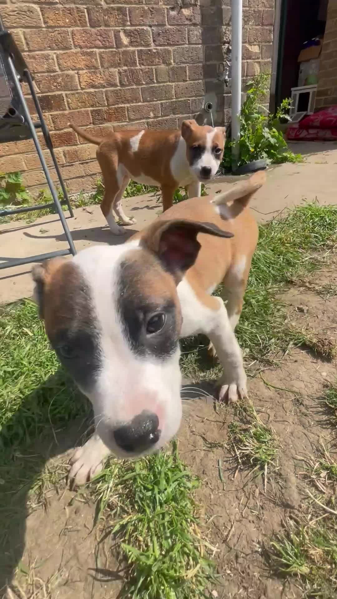 Mixed Breed dogs for sale: Just 2 BOY Pups Left! 💕🎀 - Video 2
