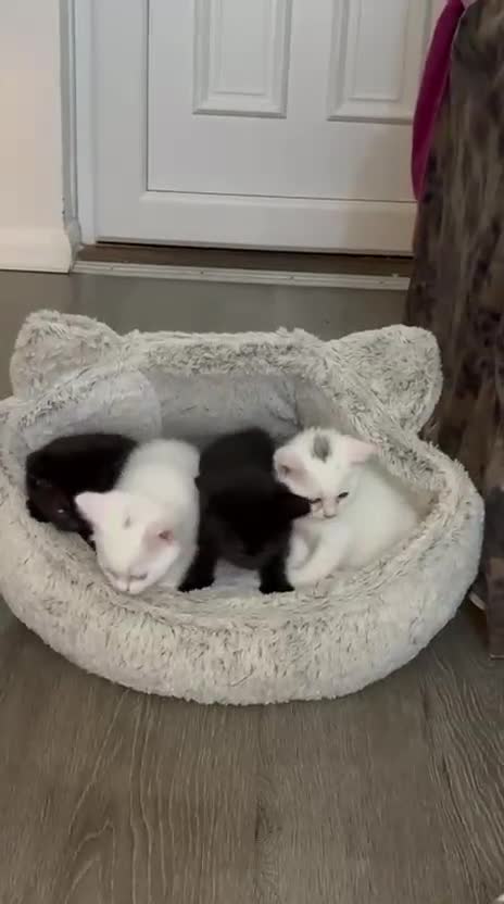 Mixed Breed cats for sale: 6 Beautiful Mixed British Shorthair Kittens  in Derby - Video 3