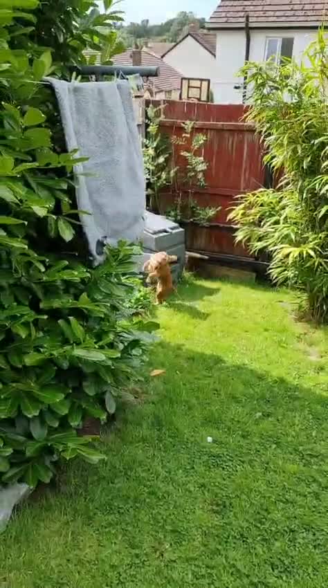 Cocker Spaniel dogs for stud: Honey - Video 1