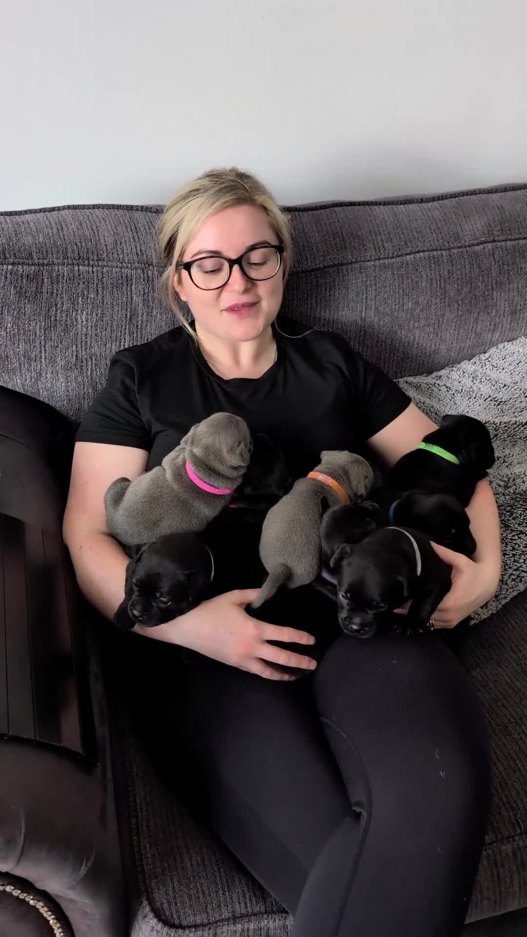 Staffordshire Bull Terrier dogs for sale: Blue & Black KC Staffie Puppies - Champ Bloodline - Video 2