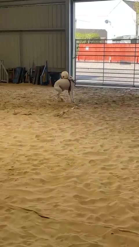 Lurcher dogs for adoption: Pirelli - Video 1