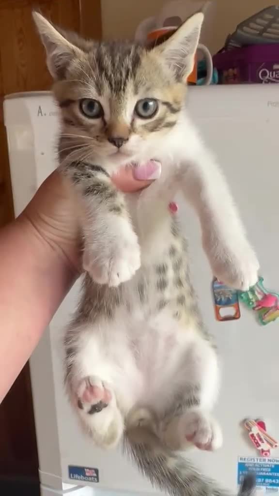Mixed Breed cats for sale: LAST 3 FLUFFY BRIGHT EYES KITTENS!MUMS RAGDOLL - Video 1