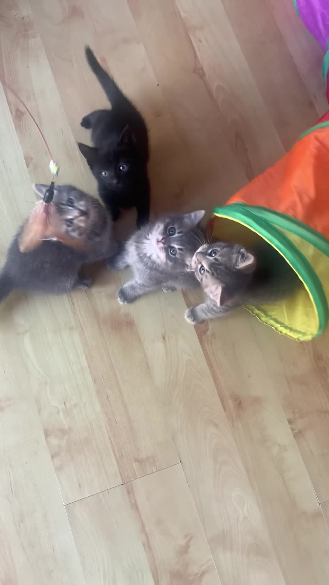 Mixed Breed cats for sale: 5 Adorable Grey & Black Kittens - Video 2