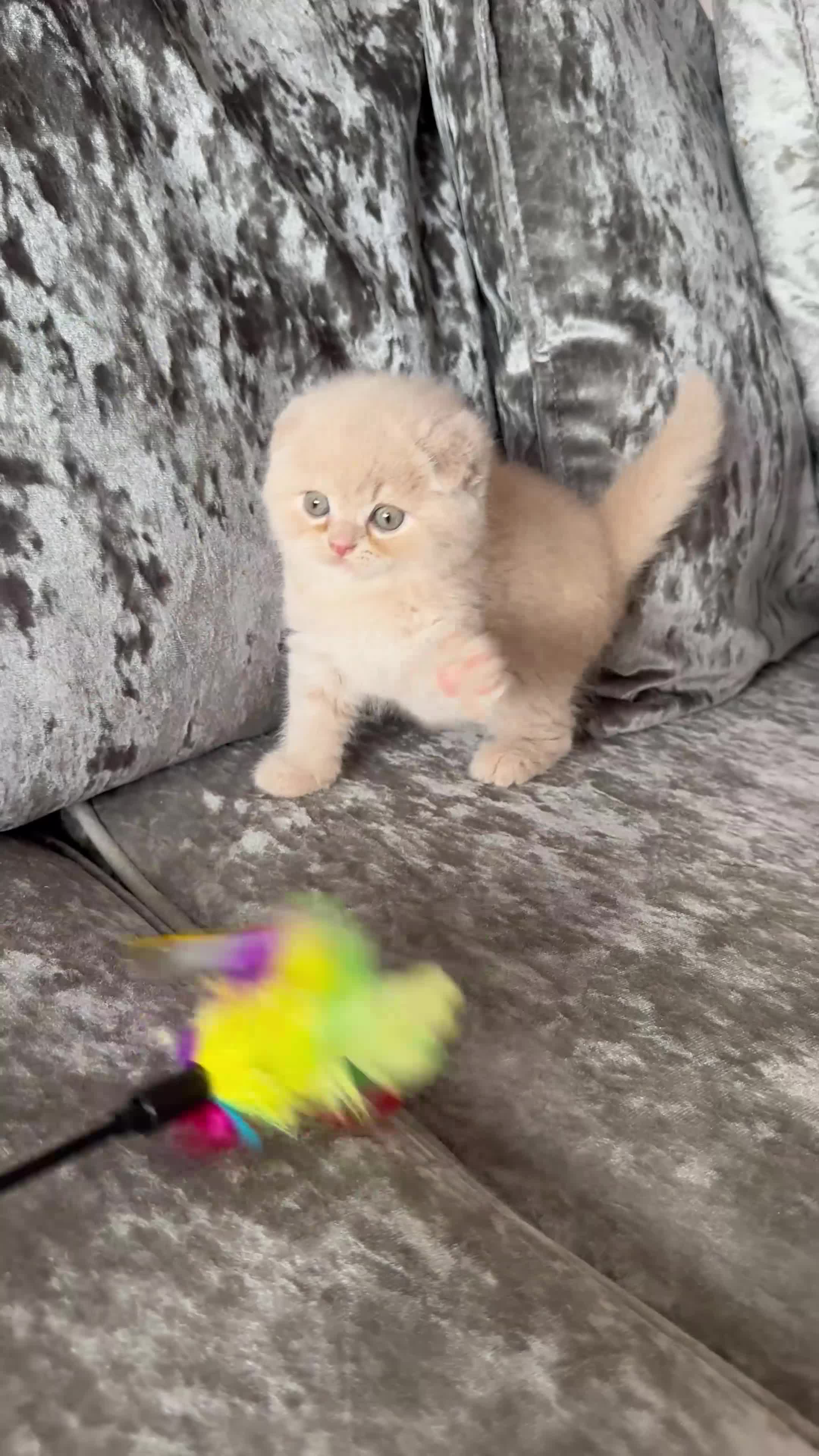 Scottish Fold cats for sale: 🦉Scottish Fold Last 1 Available TICA REG🦉 - Video 1