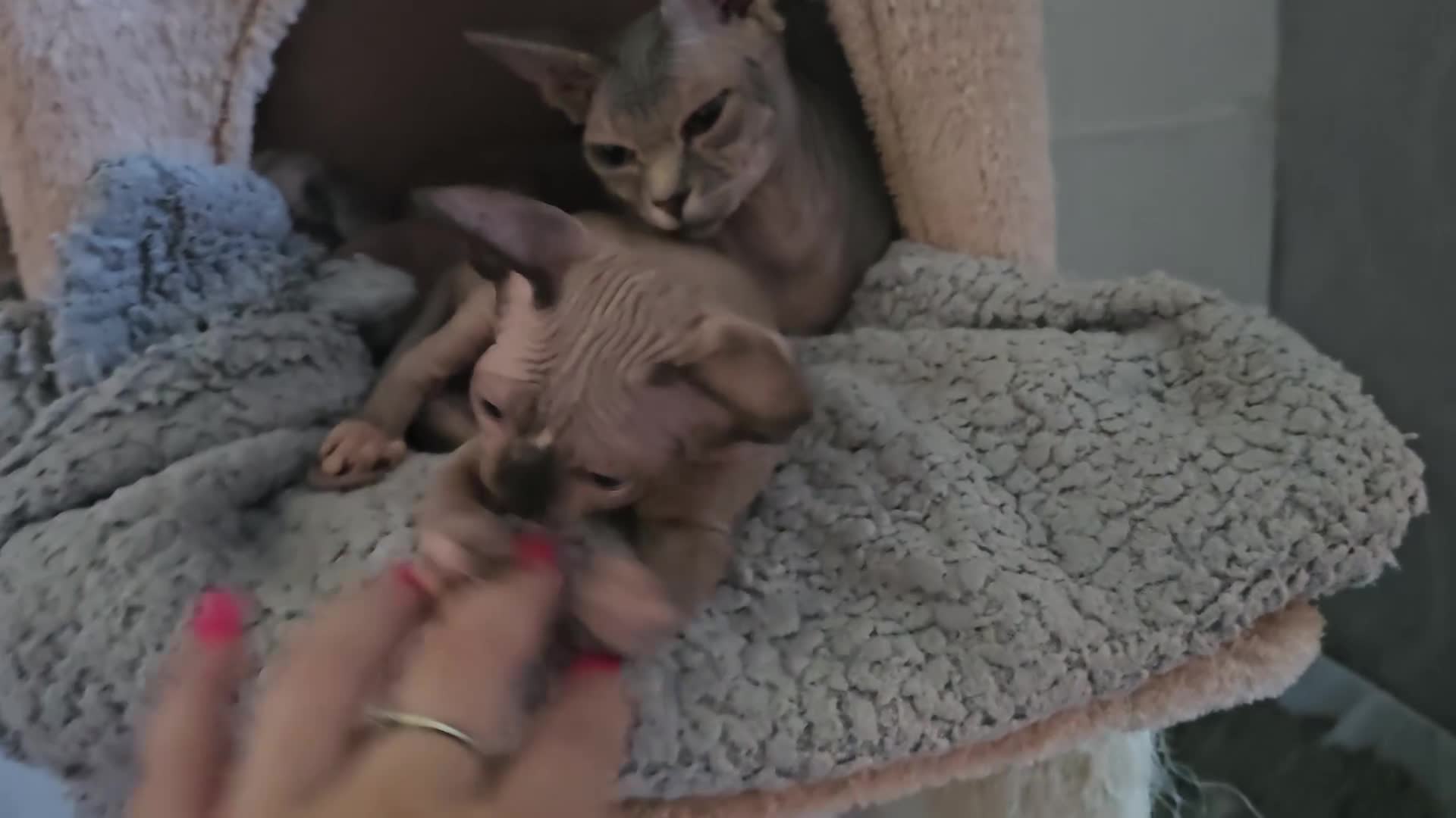 Sphynx cats for sale: Gccf sphynx kittens parents health tested  - Video 3