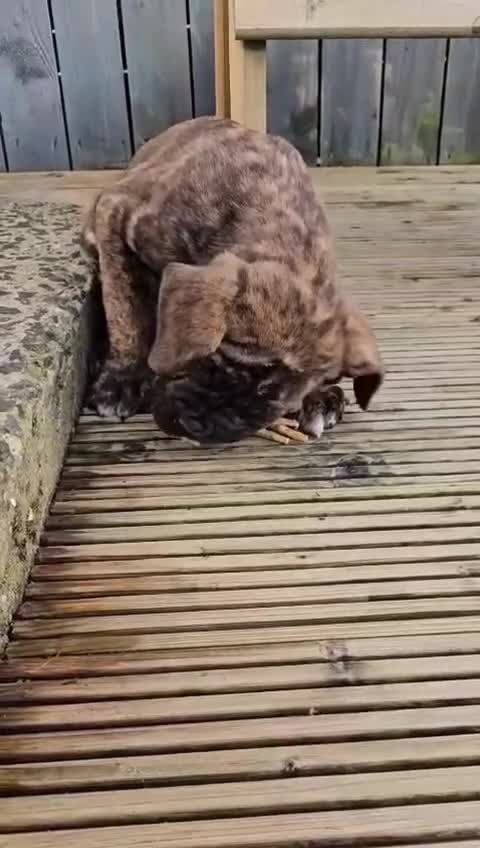 Cane Corso dogs for sale: Cane corsos full pedigree only 4 left - Video 3