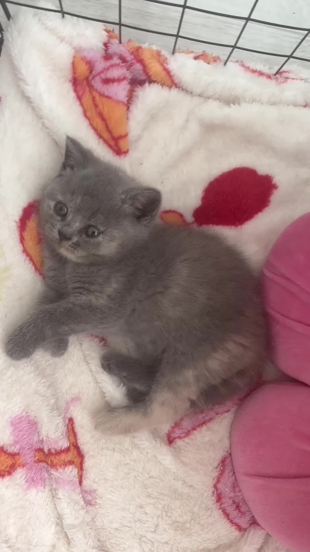 British Shorthair cats for sale: Blue BSH Kitten GCCF Ready to leave Aug - Video 2