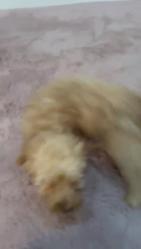 Goldendoodle dogs for sale: F1Goldendoodel puppies now ready for new home  - Video 1