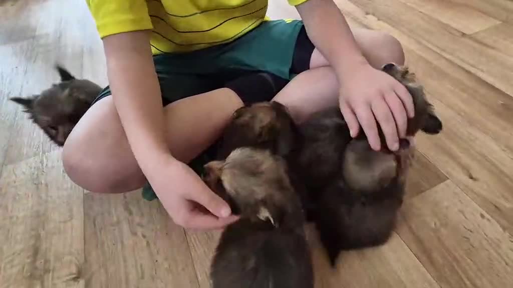 Mixed Breed dogs for sale: White yorkie (Biewer Terrier) X pomeranian  - Video 1