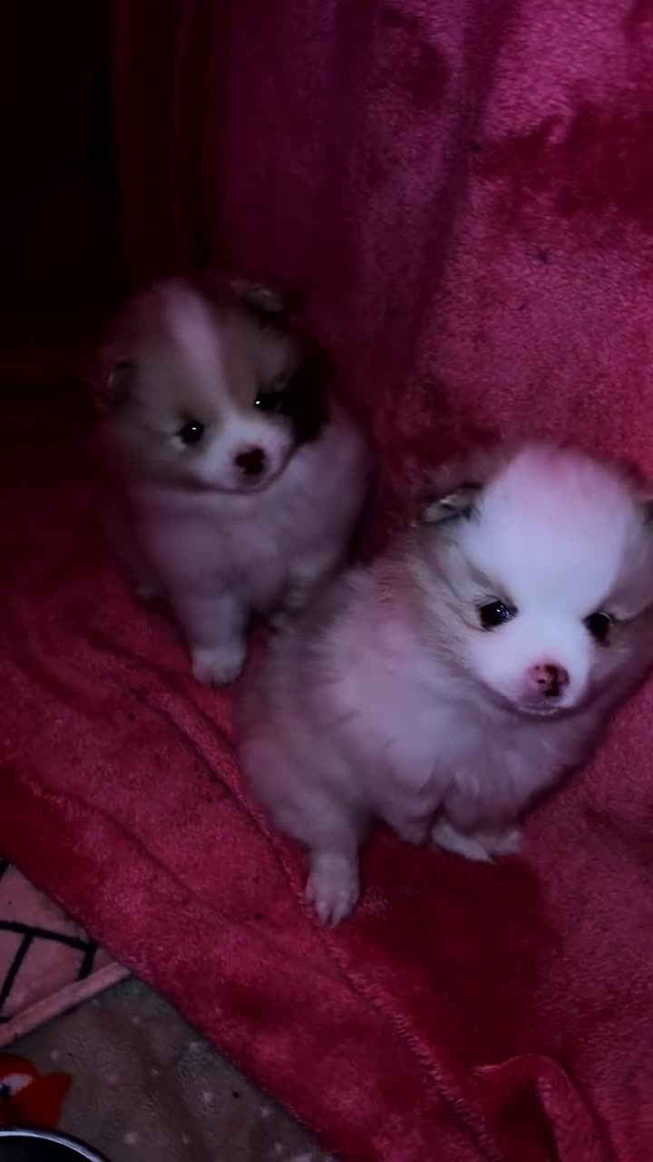 Pomeranian dogs for sale: beautiful Pomeranians  boys - Video 4