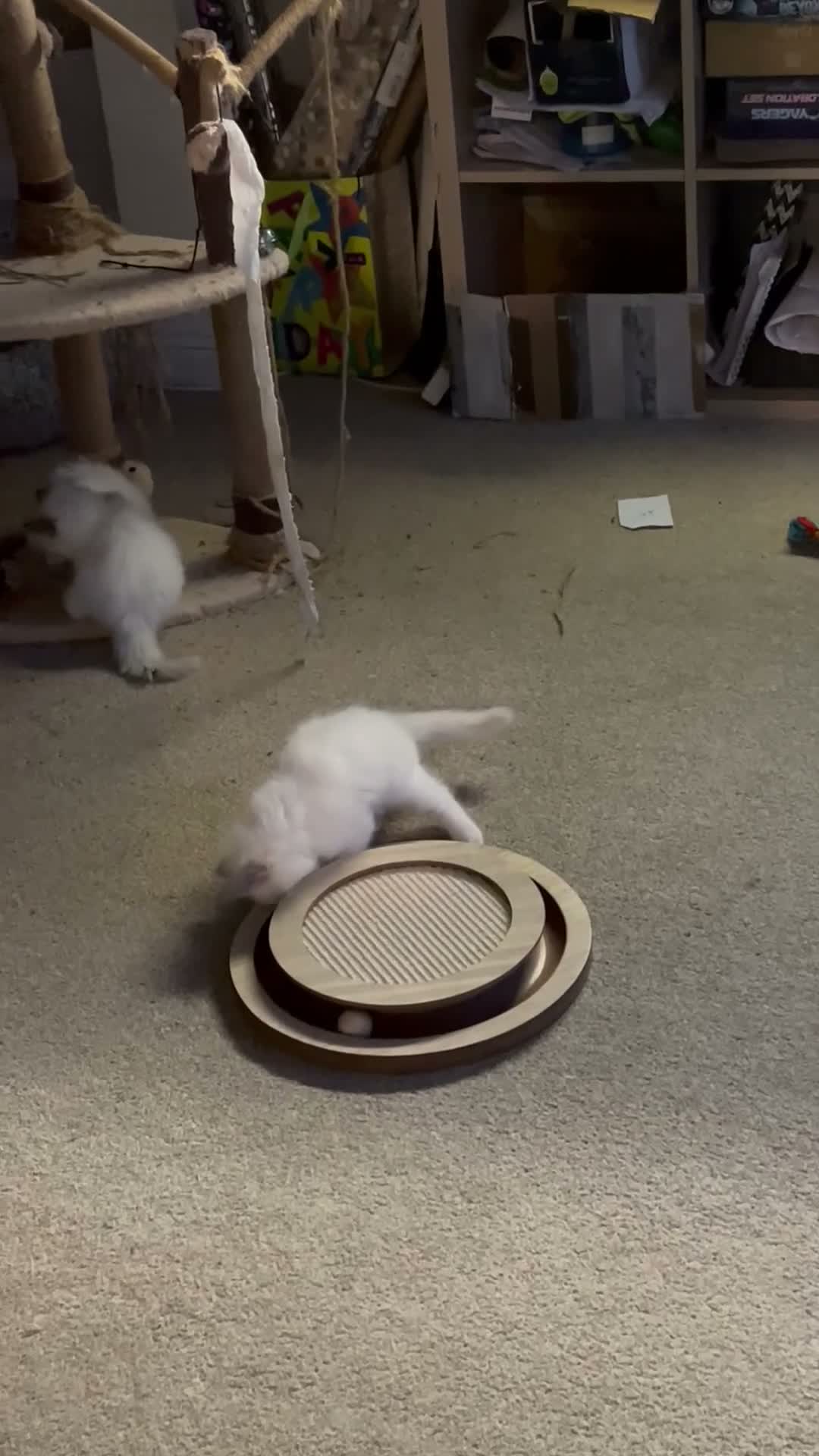 Ragdoll cats for sale: 3 Purebred Males - Video 1