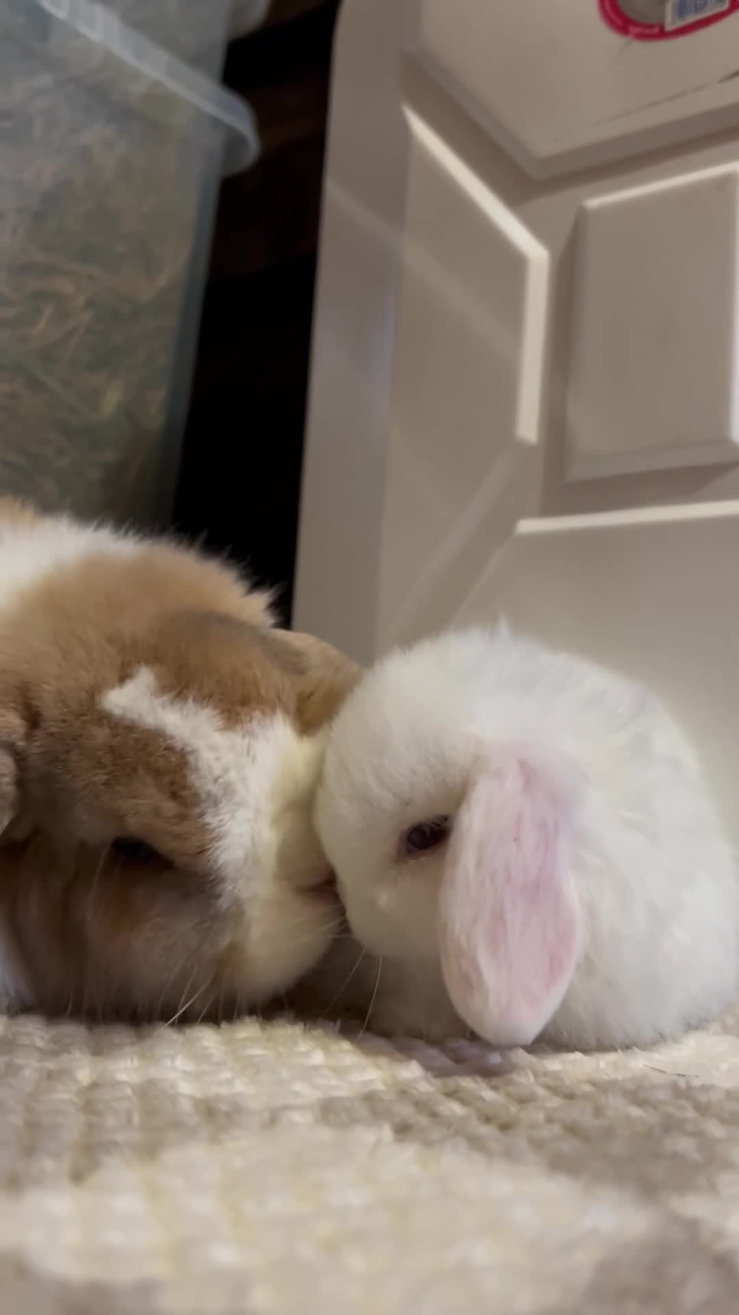 Mini Lop rabbits for sale: ⭐️MINIATURE LOPS AVAILABLE⭐️ - Video 1