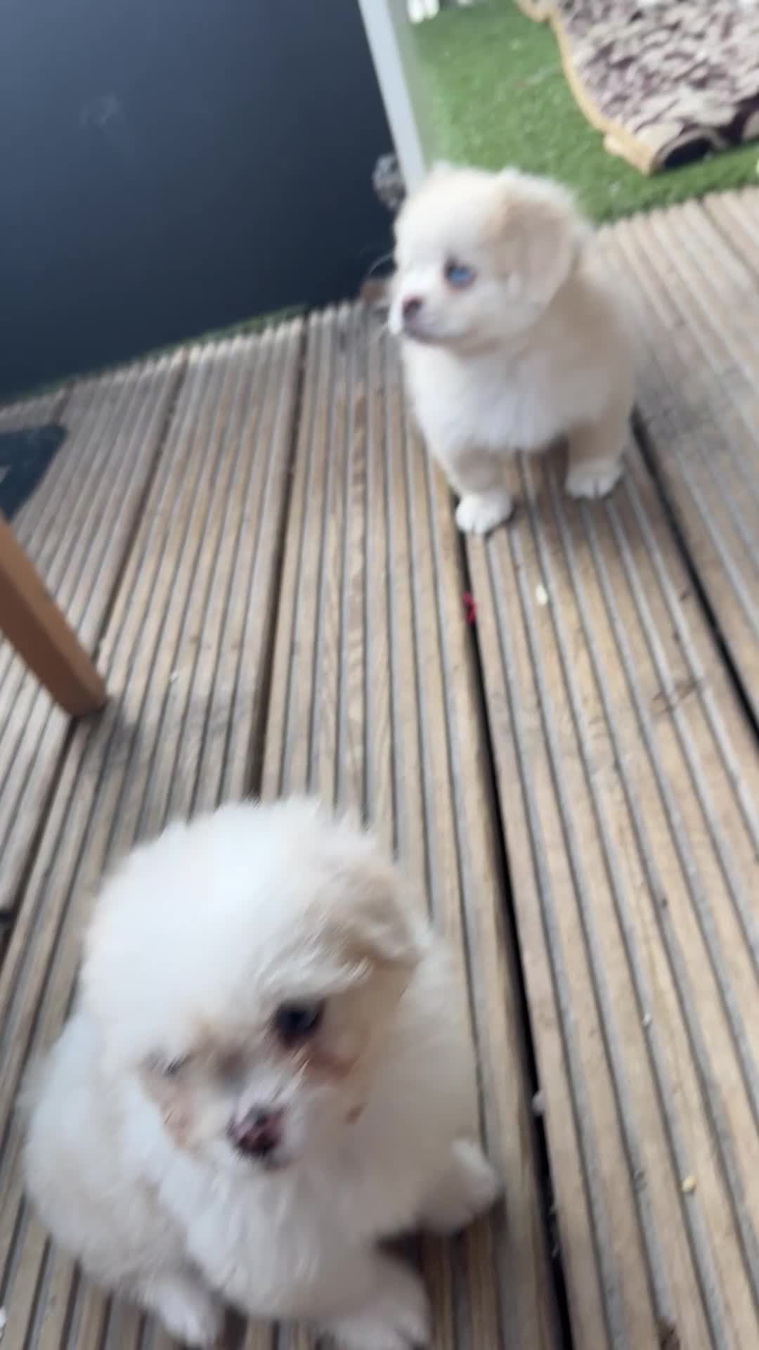 Mixed Breed dogs for sale: Shih Tzu-pomeranian - Video 2