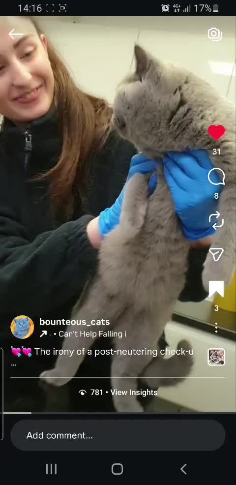 British Shorthair cats for sale: Closing of BSH cattery, 50% discount  - Video 5