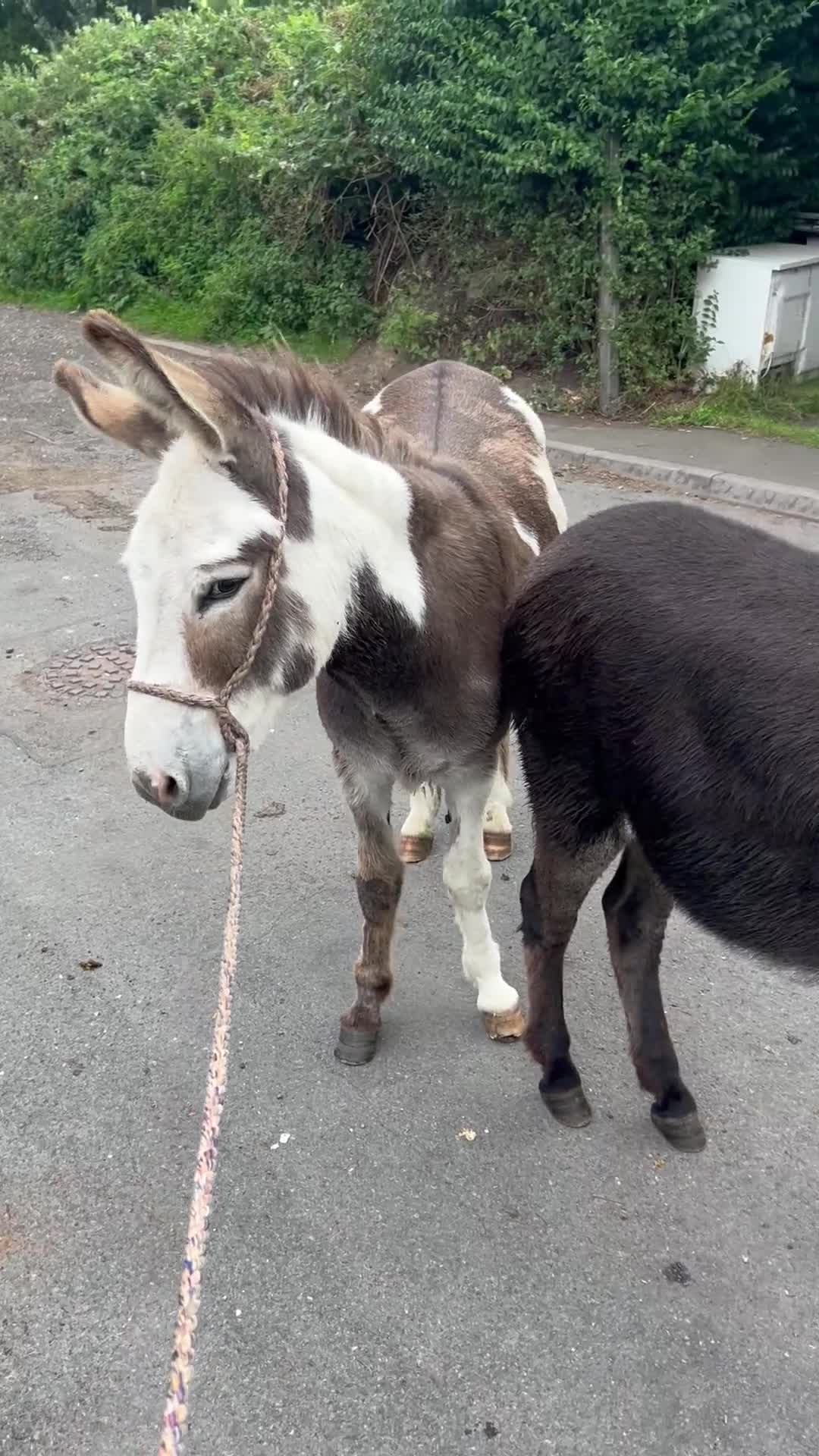 Donkey livestock for sale: 5 year old gelding donkeys  - Video 1