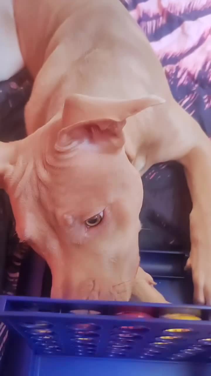 Mixed Breed dogs for sale: 10 month pup looking for forever loving home  - Video 4