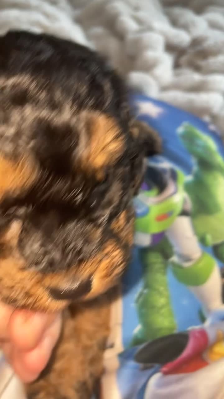 Cockapoo dogs for sale: Cokapoo Puppies  - Video 1