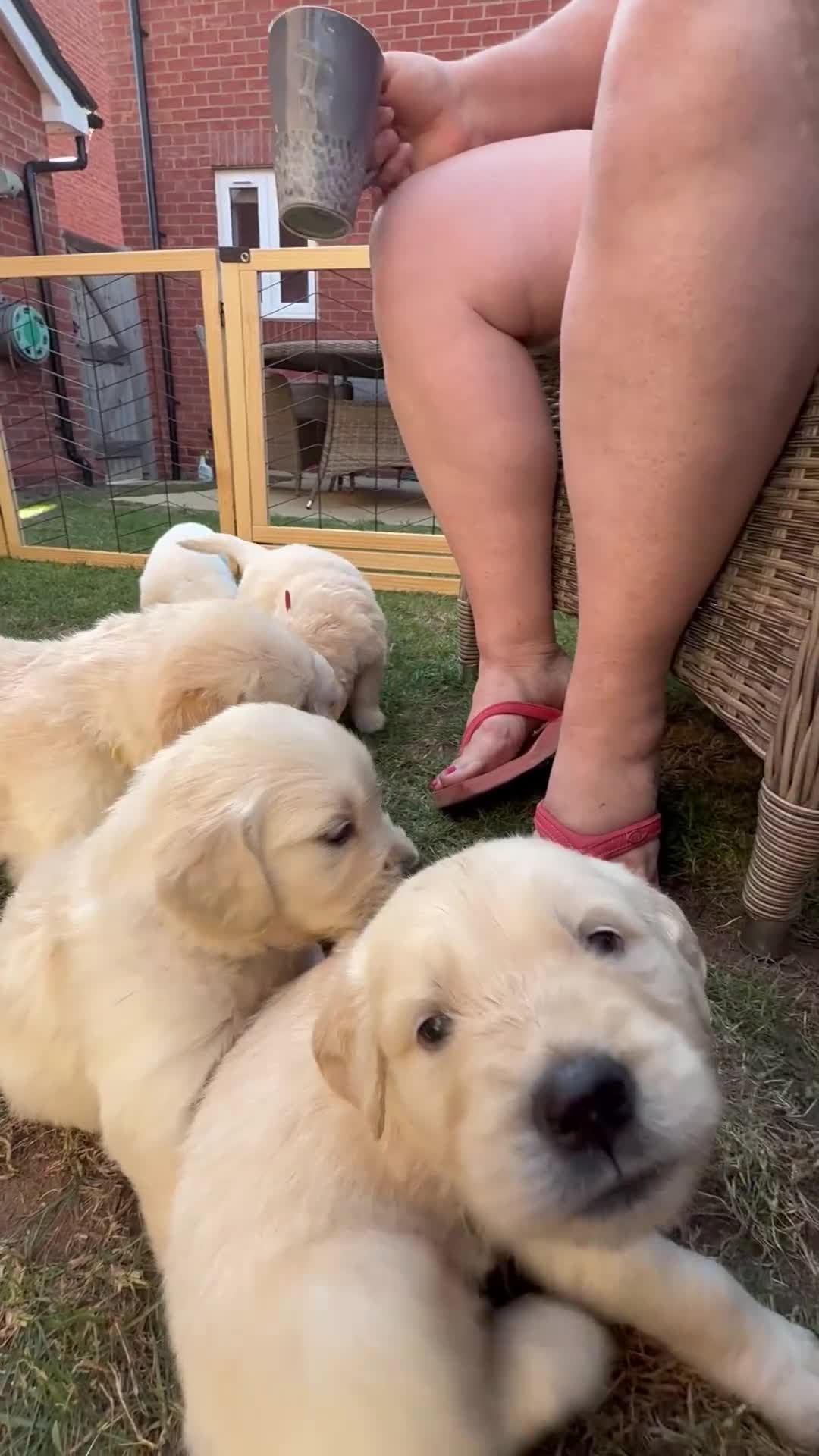 Golden Retriever dogs for sale: Golden Retriever Chunky Puppies for sale - Video 1