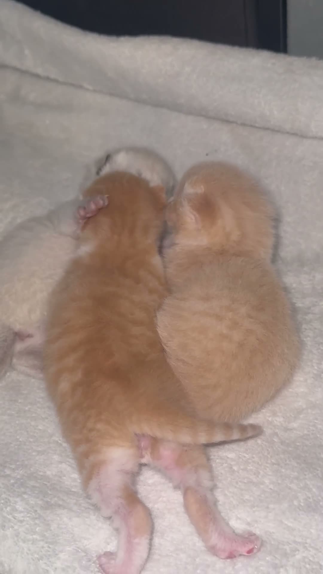 Mixed Breed cats for sale: Beautiful ginger kittens.  - Video 2