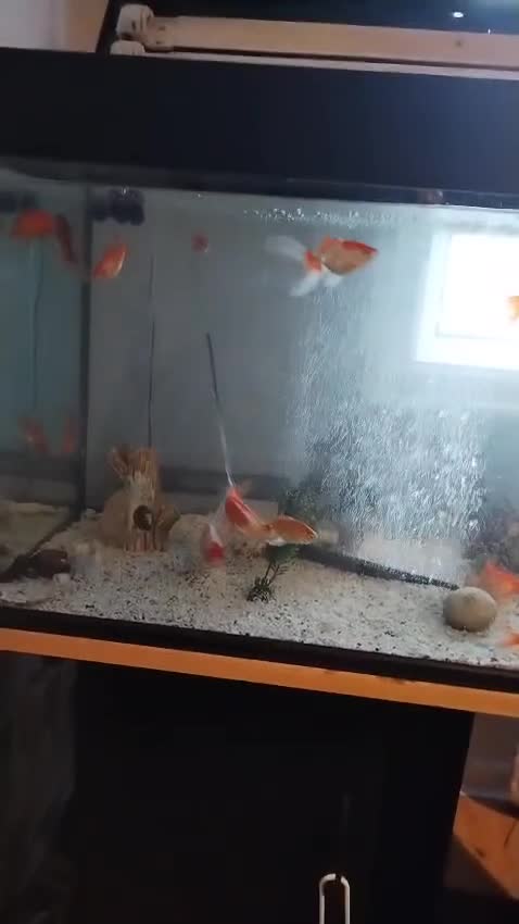 Goldfish fish for sale: Various kinds of Goldfish - Video 1