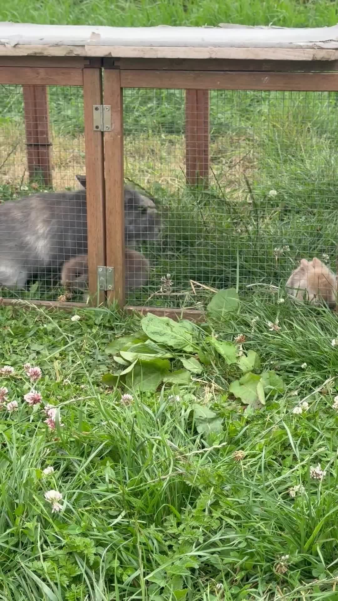 Mixed Breed rabbits for sale: Baby bunnies  in Boston - Video 2