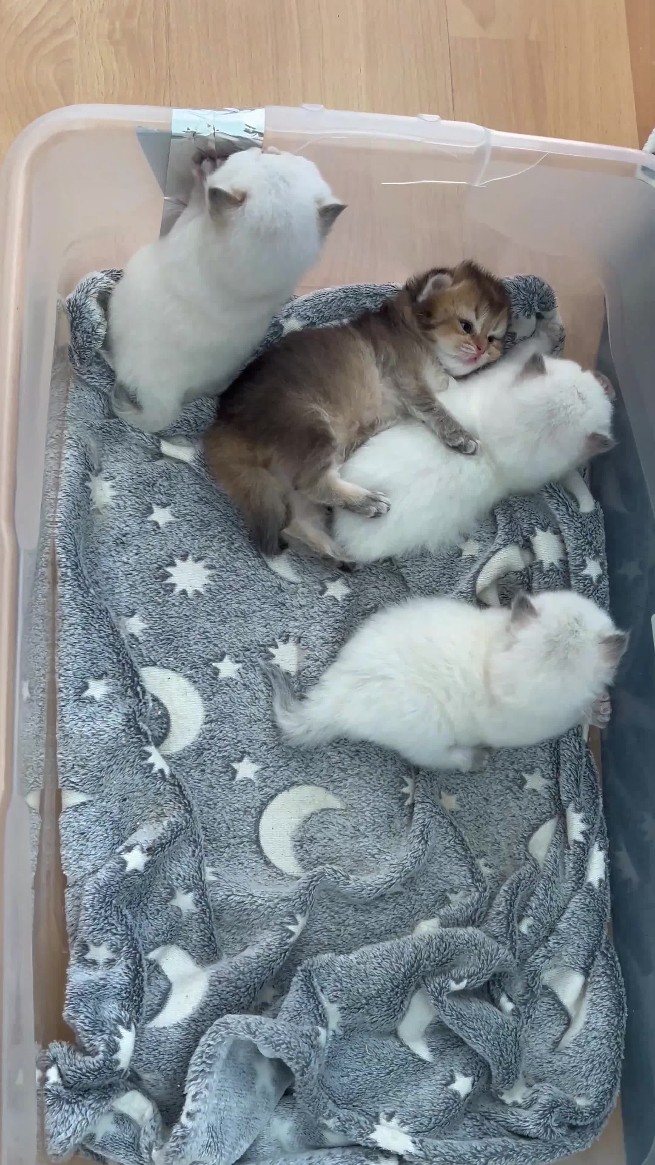 British Longhair cats for sale: Stunning British Longhair Kittens Ready to collect - Video 1