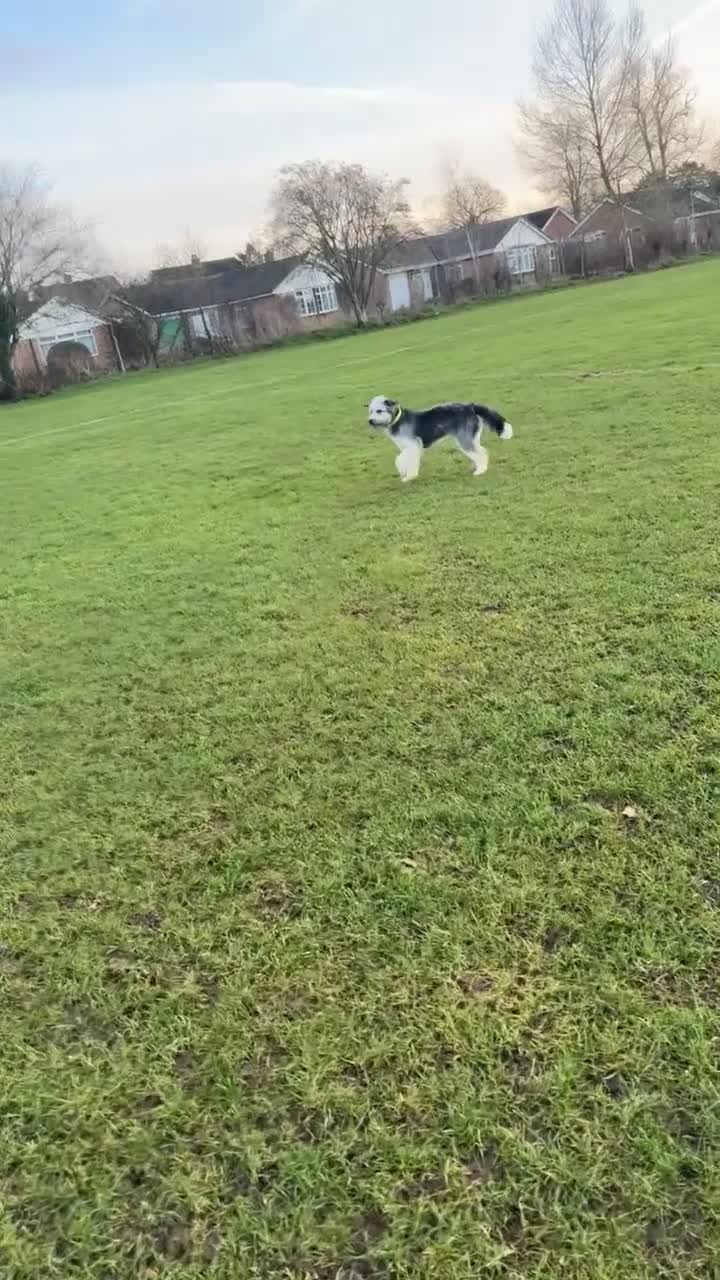 Mixed Breed dogs for sale: Lovely boy for sale  - Video 1